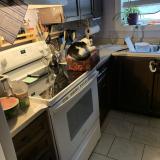 Picture of cat lost at St Catharines On