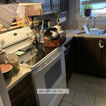 Photo 1/1 Cat reunited Lost in St catharines on