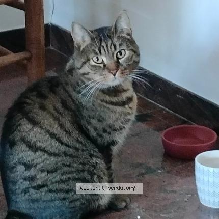 Foto van vermiste kat in Houdeng Aimeries