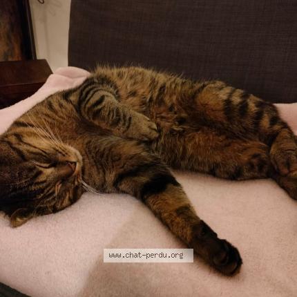 Foto 2/2 Kat teruggevonden Vermist in Houdeng Aimeries