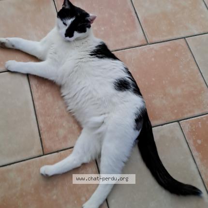 Foto van vermiste kat in Jupille Sur Meuse