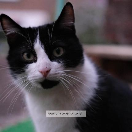 Foto 1/1 Kat teruggevonden Vermist in Namur