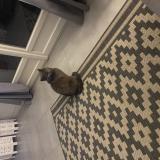 Picture of cat lost at Saint Denis En Val