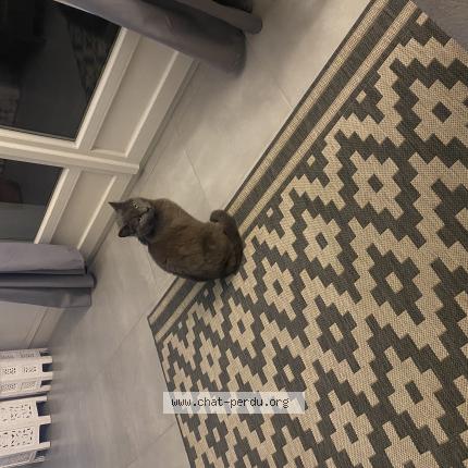 Photo 1/1 Berlioz Chat lost in Saint denis en val