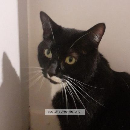 Foto 1/1 Kat teruggevonden Vermist in Fexhe Le Haut Clocher