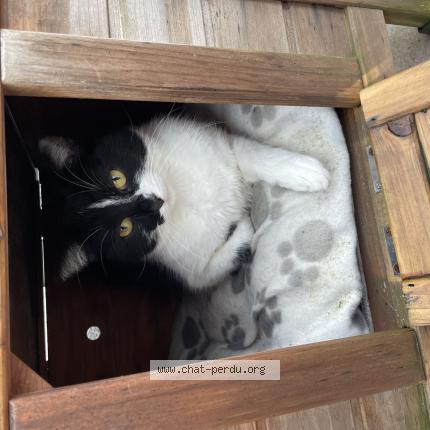Foto 1/1 Wiedergefundene Katze Verloren in Aspelt