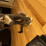 Picture of cat lost at Terrebonne