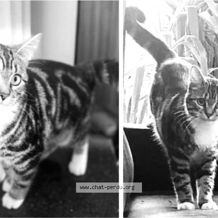 Foto van vermiste kat in Bruxelles Uccle