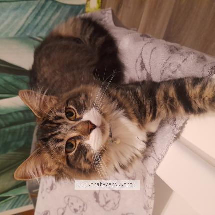 Foto 1/1 Kat teruggevonden Vermist in Jumet