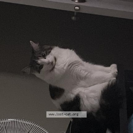 Photo 1/1 Cat reunited Lost in Conception bay south