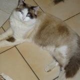 Picture of cat lost at Labergement Les Auxonne