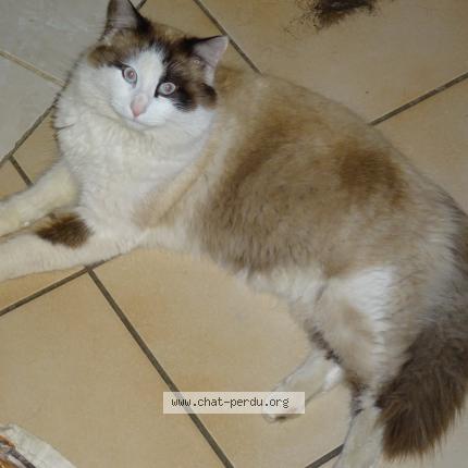 Photo 1/1 Oslo Chat lost in Labergement les auxonne