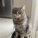 Picture of cat lost at Butry Sur Oise