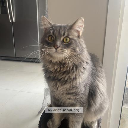 Photo 1/1 Cat reunited Lost in Butry sur oise