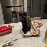 Picture of cat lost at Romans