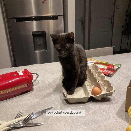 Photo 1/1 Thyla Chat lost in Romans