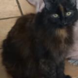 Picture of cat lost at Lyon