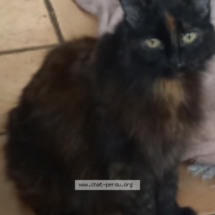 Photo 1/1 nathy Chat lost in Lyon