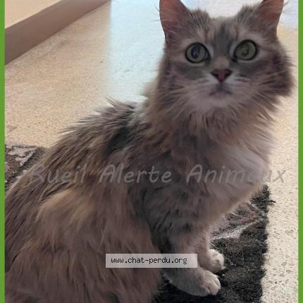 Photo 1/1 Cat reunited Found in Rueil malmaison