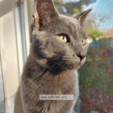 Photo 1/1 Cat reunited Lost in Cambridge