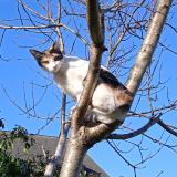 Picture of cat lost at Bastanes