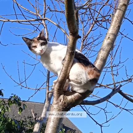 Photo 1/1 tati Chat lost in Bastanes