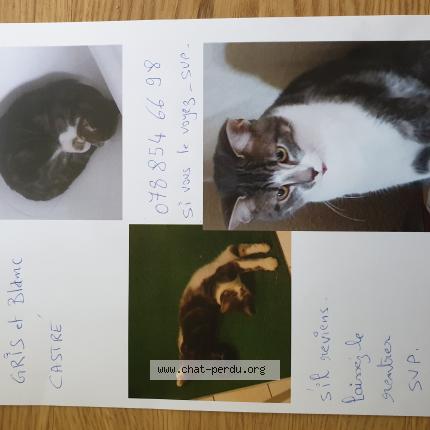 Foto 1/1 Wiedergefundene Katze Verloren in Crissier