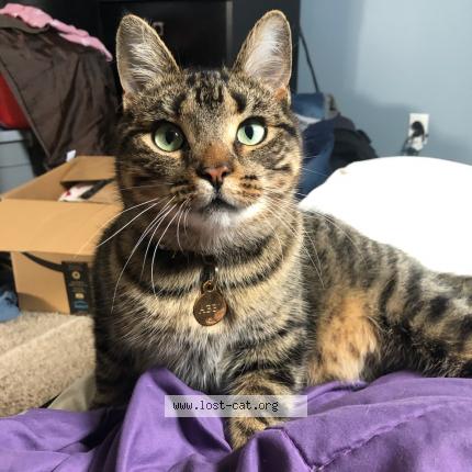 Photo 1/1 Cat reunited Lost in Barrie