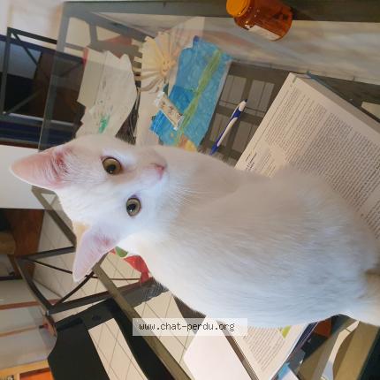 Foto einer verlorenen Katze in Preverenges