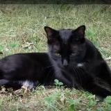 Picture of cat lost at Saint Andre Le Desert