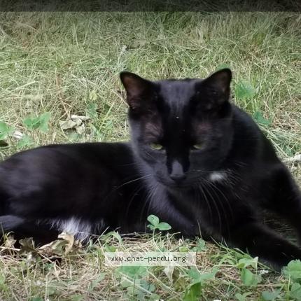 Photo 1/1 Diabolo Chat lost in Saint andre le desert