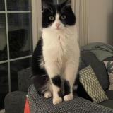 Picture of cat lost at Lausanne Vers Chez Les Blanc