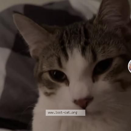 Photo 1/1 Cat reunited Lost in Markham