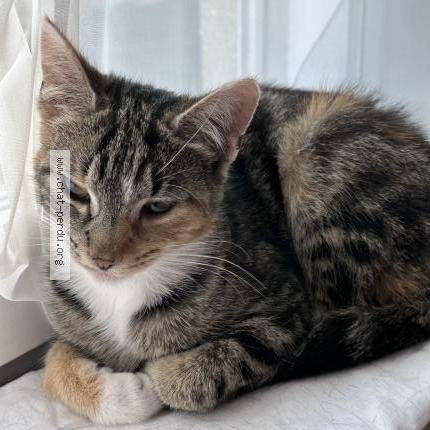 Foto van gevonden kat in Bruxelles