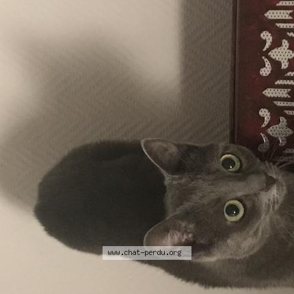 Foto 1/1 Kat teruggevonden Vermist in Liege