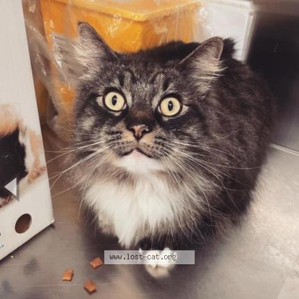 Photo 2/3 Cat reunited Lost in New westminster