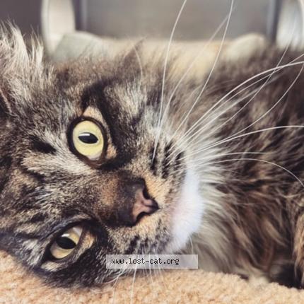 Photo 3/3 Cat reunited Lost in New westminster