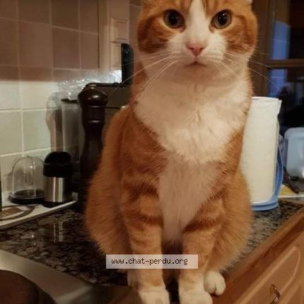 Foto van vermiste kat in Aische En Refail