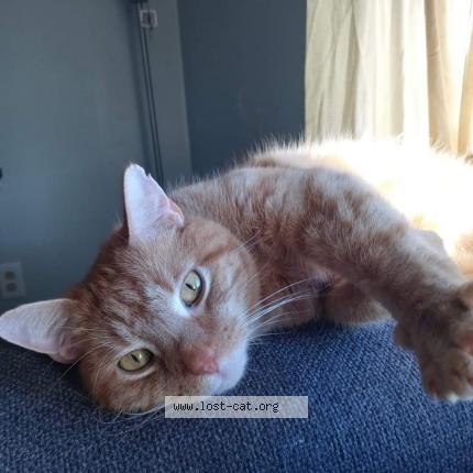 Picture of cat lost at Bermuda Run