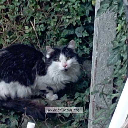 Photo 1/1 Found cat Found in Drancy