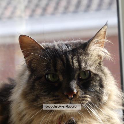 Foto 1/1 Kat teruggevonden Vermist in Berchem Saint Agathe