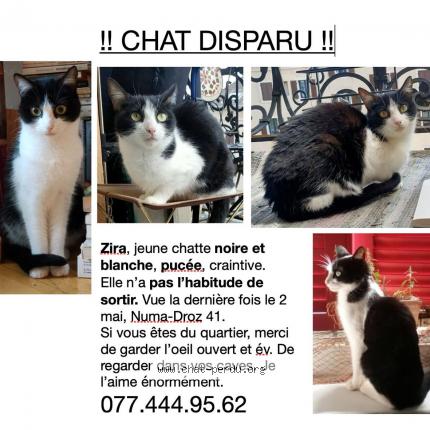 Foto einer verlorenen Katze in La Chaux De Fonds