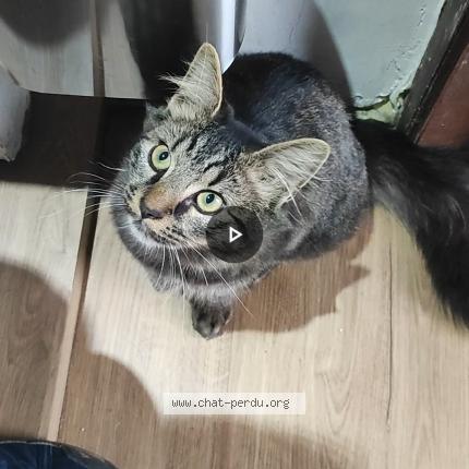 Foto van vermiste kat in Fayt Lez Manage
