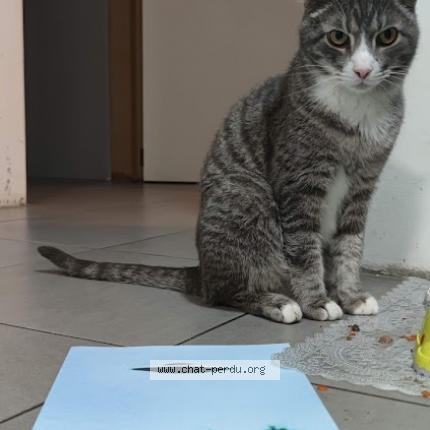 Foto van vermiste kat in L Ege