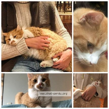 Foto 1/1 Kat teruggevonden Vermist in Sint Joost Ten Noode
