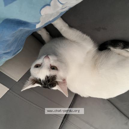Foto 1/1 Wiedergefundene Katze Verloren in Lausanne
