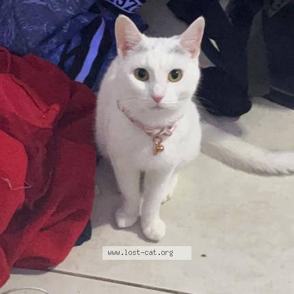 Photo 1/1 Reunited cat Lost in Dix Hills