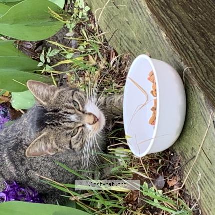 Photo 1/1 Cat reunited Found in Toronto