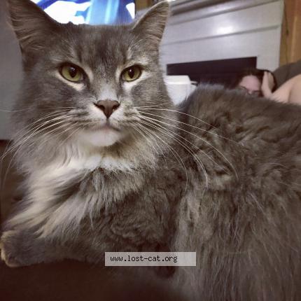Photo 1/1 Reunited cat Lost in Hebron