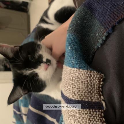 Foto van vermiste kat in Saint Gilles